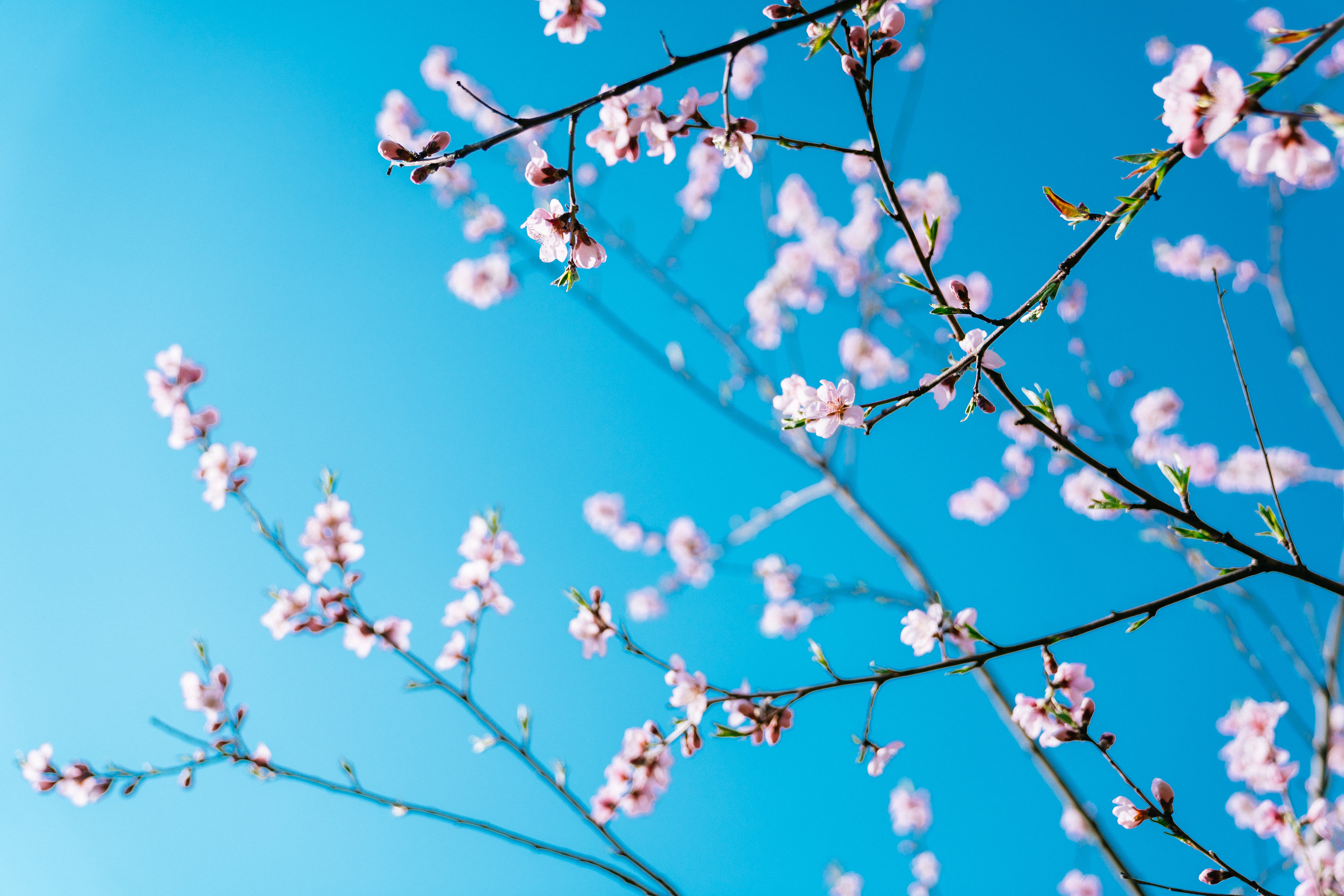 Spring Scen 17 Stories Spring scene | Wayfair.co.uk