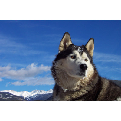 Husky Heaven par Summitkane - Photographie sur toile tendue