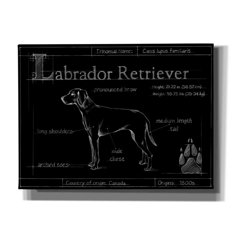 Art mural sur toile Trinx «Blueprint Labrador Retriever» par Ethan Harper, H 40 po x l 54 po x P 1,5 po