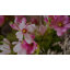 Arrangement de bouquet en cascade artificiel