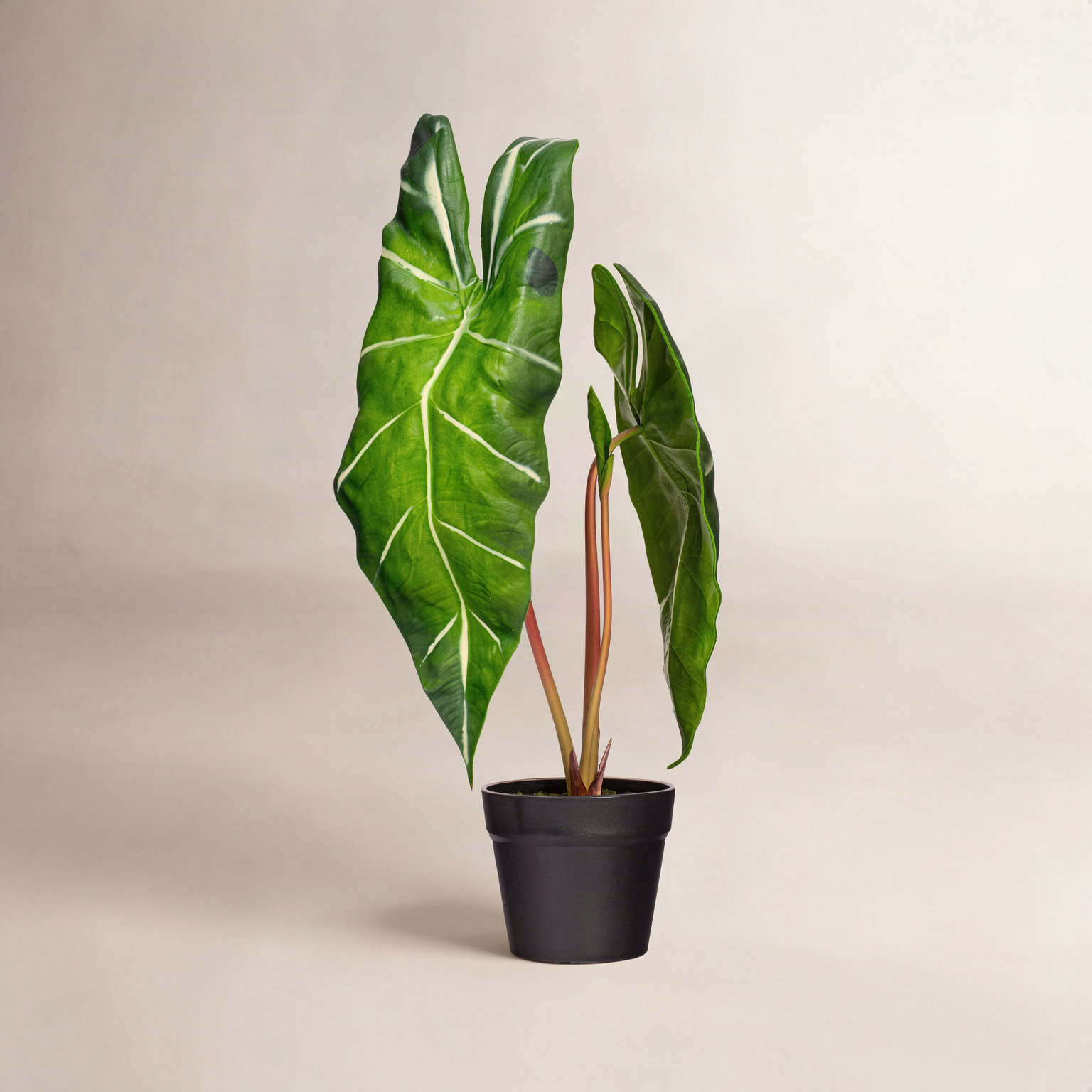 24" Alocasia Zebrina Potted Plant