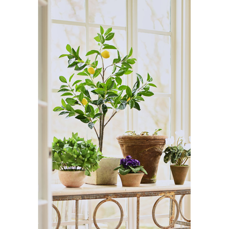 Blooms African Violet Plant In Terracotta Planter, Purple, Brown