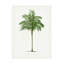 «Les Palmiers Histoire Ii Areca Monostachya», art sur toile-105646184