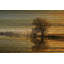 « tree coucher », reproduction d’art sur toile tendue-21867501