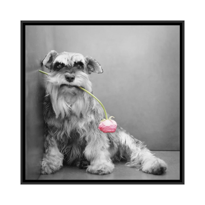 Ziggy by Rachael Hale - Print on Canvas, Black Framed, 45.72 cm H x 45.72 cm W