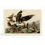 Perdrix de Virginie, plaque Lxxvi (1827) - oiseau, art mural sur toile