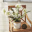 Conservatory Agapanthus Drop in Plant-759948058