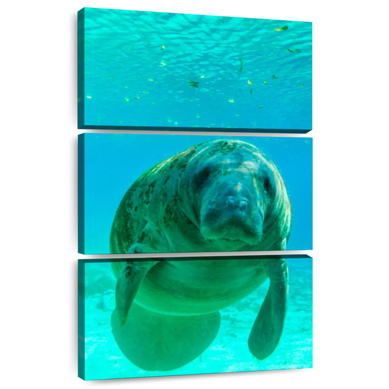 Brampt Swimming Manatee