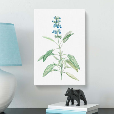 Sage Flowers by Pierre-Joseph Redoute - Wrapped Canvas