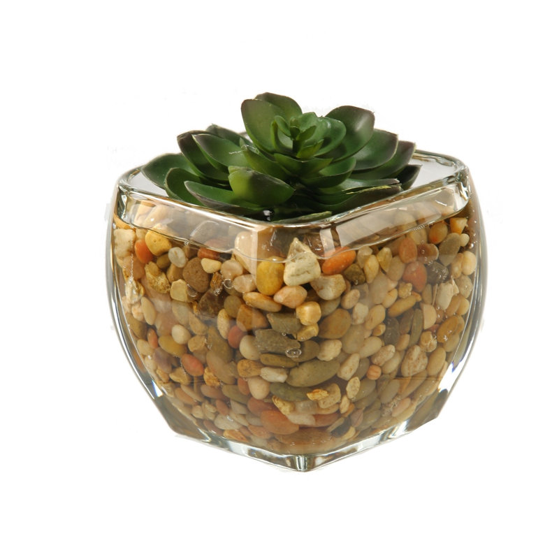 Cube en verre echeveria, Petit