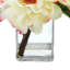 Tipped Peony Floral Arrangement