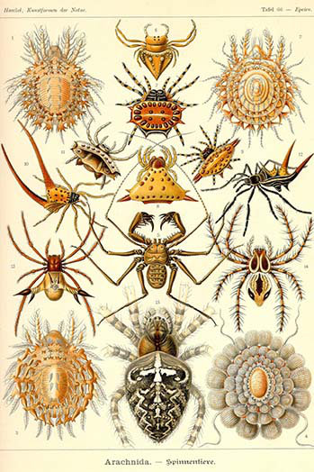 « spiders », impression, H 36 po x l 24 po x P 1,5 po