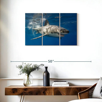 Shark