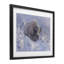 Bison d'hiver dans une profonde impression sous verre, design par Collin Bogle-117110933-117110935