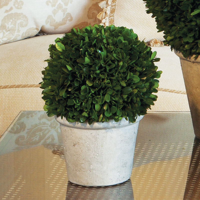 Preserved Greens Ball in Pot, Medium