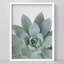«Pastel Green Succulent Détail Botanical Illustration Small Decor Art Work»-101376278-101376275