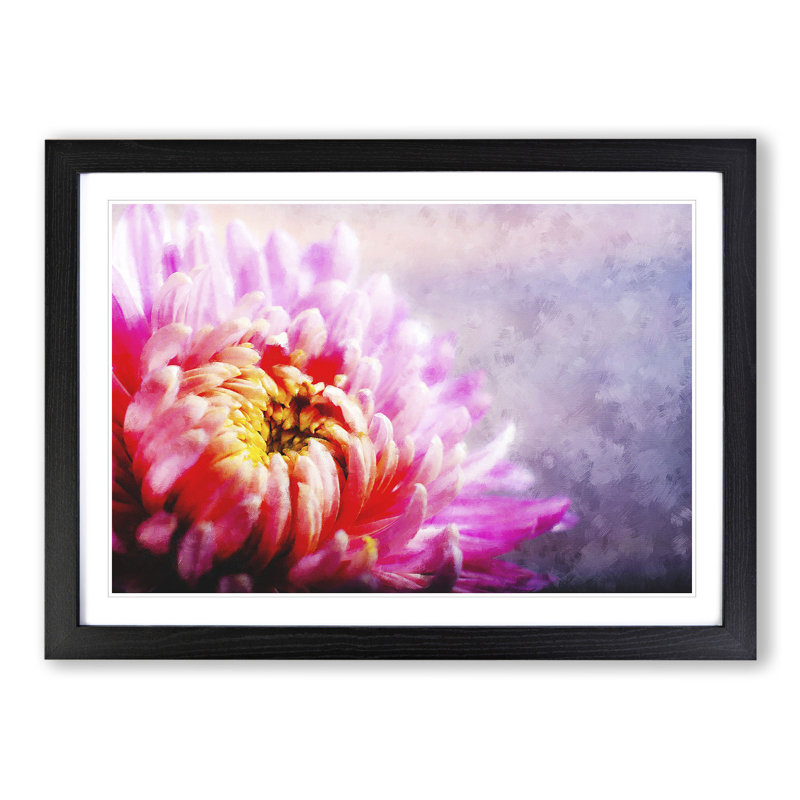 Pink Chrysanthemum Flower - Framed Print, 48cm H x 65cm W x 2cm D, Black Framed