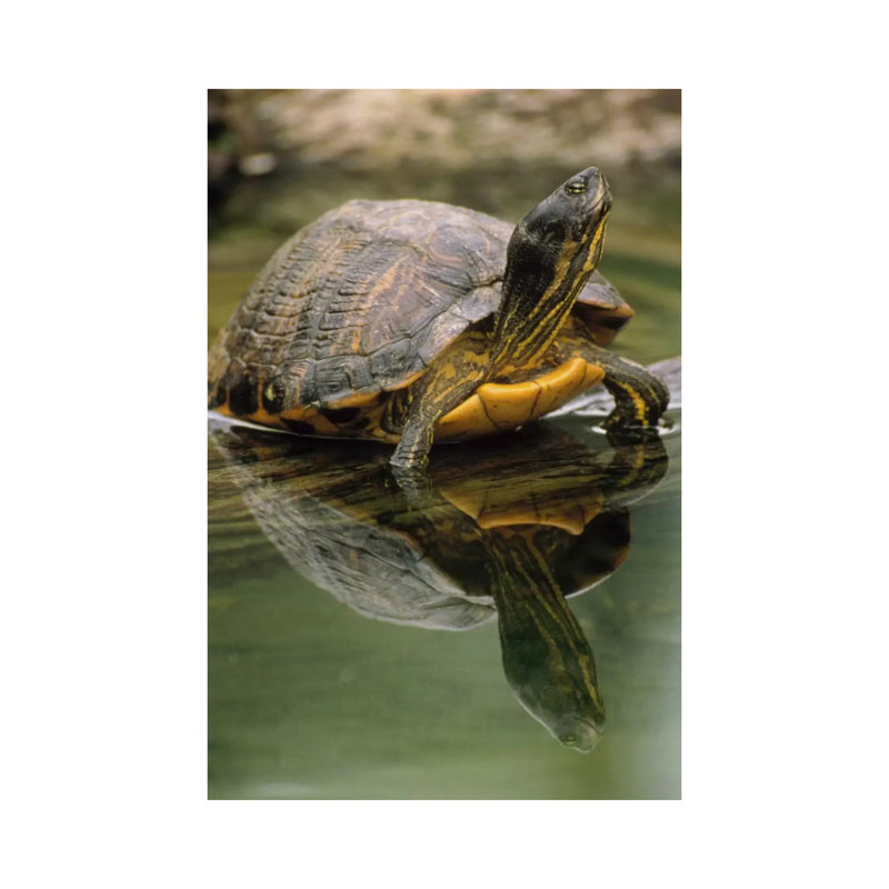 Yellow-Bellied Slider Turtle, Portrait, In Water, North America by Gerry Ellis - Wrapped Canvas Print