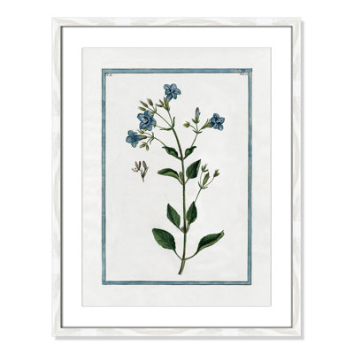 Shabby Elegance Botanical II - Framed Art