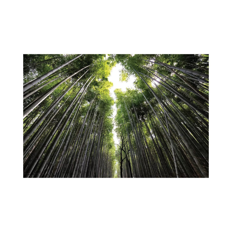 Sagano Bamboo Forest II 1 Piece Wrapped Canvas Wall Art, 101.6 cm H x 66.04 cm W x 3.175 cm D