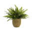 UV Rated Outdoor Boston Fern in Straw grass Wrapped Pot