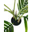 68cm Palm Tree in Pot