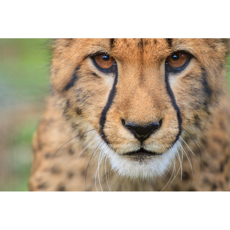 Cheetah - Wrapped Canvas Print, 61cm H x 91cm W x 3.8cm D