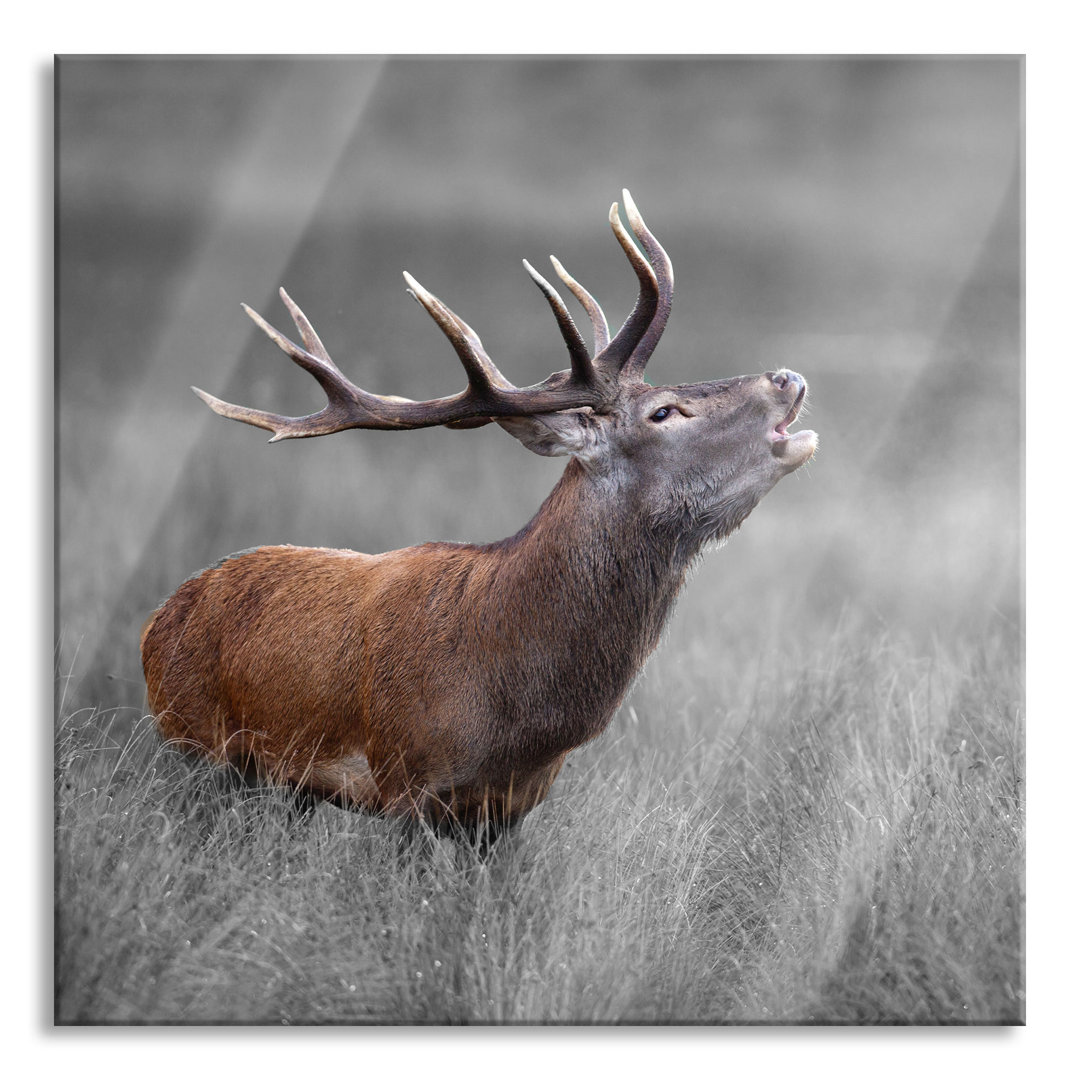 Glasbild Röhrender Hirsch im Feld