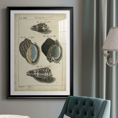 Vintage Shell Study III - Antique Nautical Study, Matted and Framed Under Acrylic Glass, Coastal Wall Art for Living Room