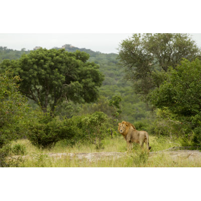 Lions Kingdom by Lylegregg