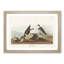 Ring Plover Birds by John Audubon - Picture Frame Painting Print-55598776-55598778