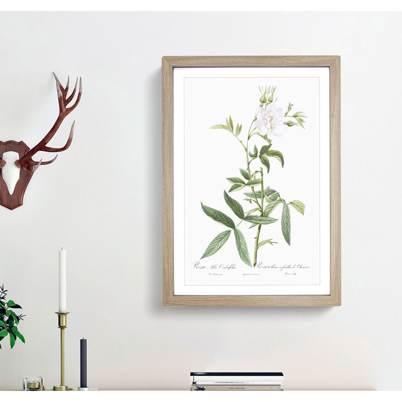 White Roses of York by Pierre-Joseph Redoute - Framed Print, Oak Framed, 36cm H x 27cm W x 2cm D