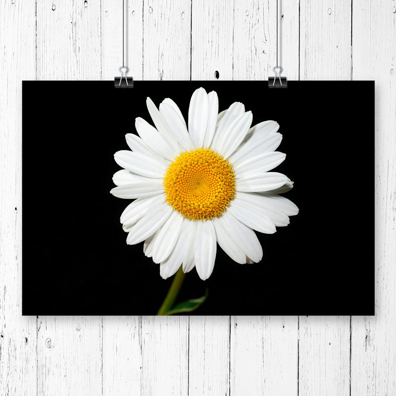 Flower White Daisy - Frameless Print, 42 x 59.4cm