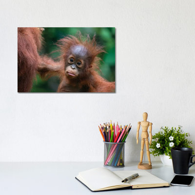 Orangutan Baby Wild Hair Day by Mogens Trolle - Wrapped Canvas Print