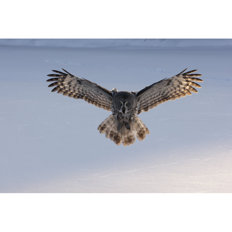 Great-grey Owl by MikeLane45 - Wrapped Canvas Print, 30cm H x 46cm W