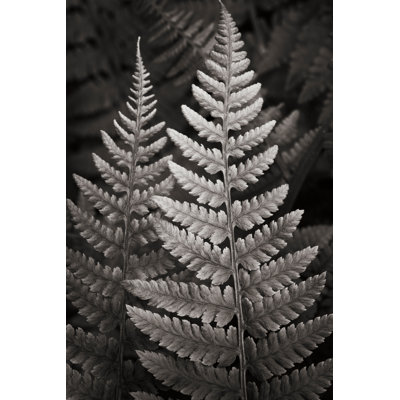 Lady Fern I