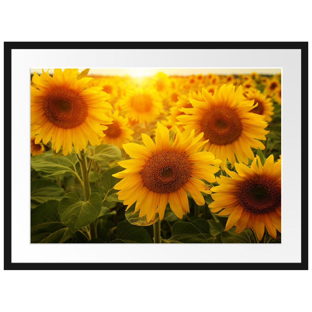 Gerahmtes Poster Sonnenblumen auf dem Feld