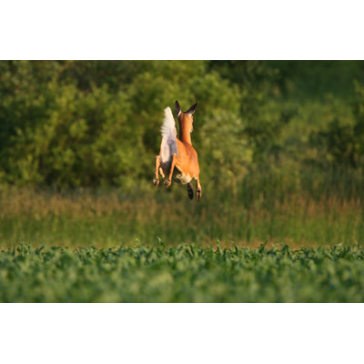 White-Tailed Deer by Banksphotos