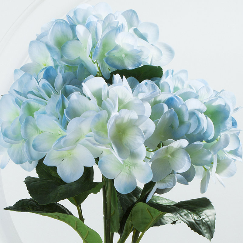 Buissons d’hortensias, bleu
