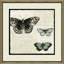 Butterfly Collage II Print