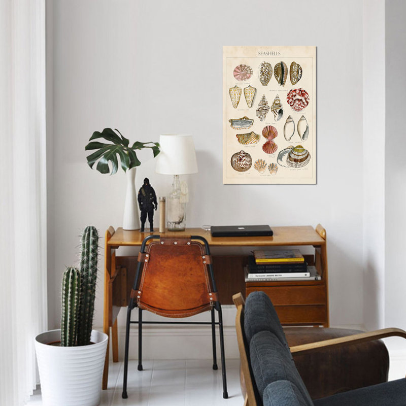 « coquillage sketch i », impression sur toile, H 26 po x l 18 po x P 1,5 po, Toile tendue, Pas de tapis