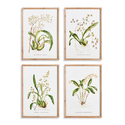 Orchid Assortment Study