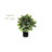 24 " H Faux Foliage Plant in Glass Planter