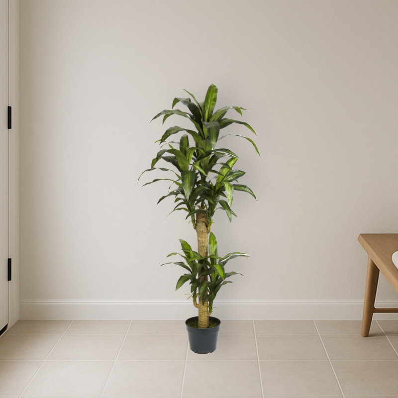 Yucca Silk Plant