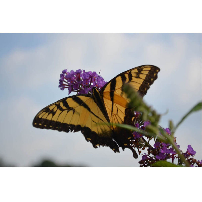 Décalcomanie murale à repose-papillon, 16 po x 24 po
