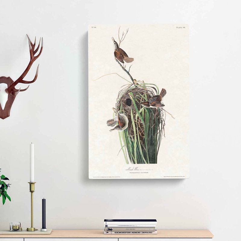 Marsh Wrens by John Audubon - Wrapped Canvas, 60cm H x 40cm W x 3cm D