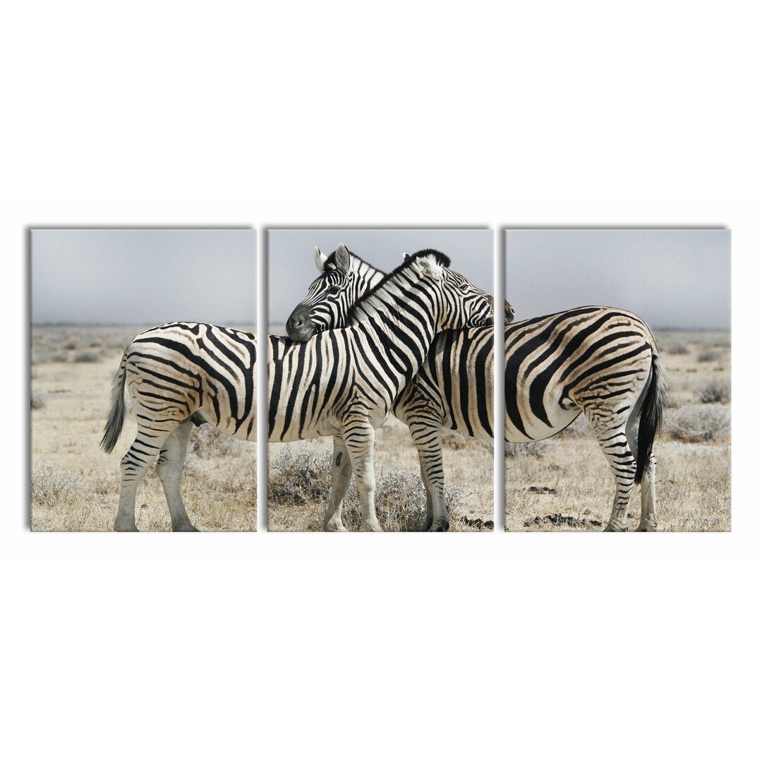 3-tlg. Leinwandbilder-Set Cuddling Zebras