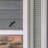 Dragonfly In Flight Push Button Doorbell-15024204