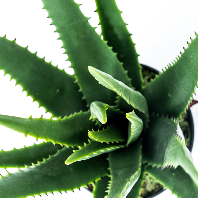 18'' Succulent
