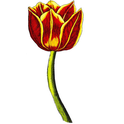 Tulip Time VI